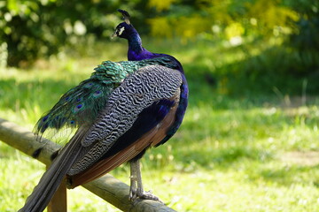 
Indian Peafowl male cleaning his plumage (Pavo cristatus) Phasianidae family.
