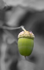 Acorn (technically glans) is a non-popping dry fruit, characteristic of oak and lithocarpus from...