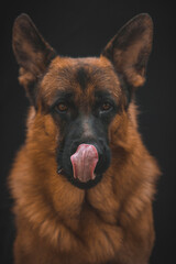 german shepherd portrait on black background