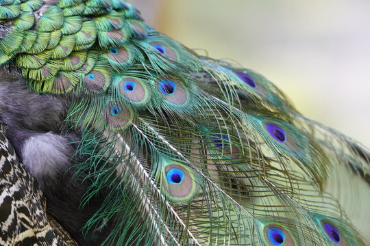 Detailed plumage from the male Indian Peafowl (Pavo cristatus) Phasianidae family.