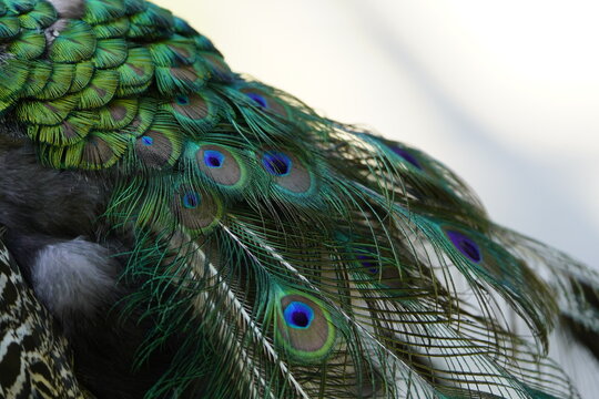 Detailed plumage from the male Indian Peafowl (Pavo cristatus) Phasianidae family.