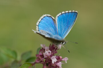 Meadow blue butterfly sitting on a flower