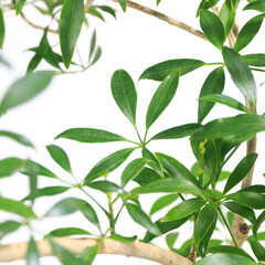 観葉植物、シェフレラ・コンパクタの葉【白背景】