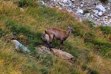 alpine ibex with fawn near Lämmerenhütte SAC in Valais