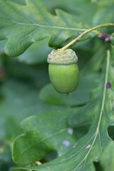 Acorn (technically glans) is a non-popping dry fruit, characteristic of oak and lithocarpus from the beech family. Acorns are composed of a nut and a cup.