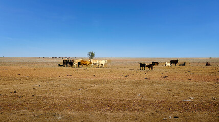 Herd of Australian cattle in the outback Queensland