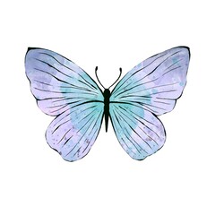 Watercolor blue Buterfly, isolated on white background