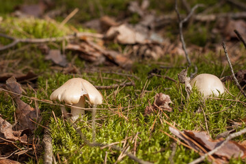 Cortinarius caperatus in a coniferous forest. Small depth of field