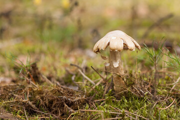 Cortinarius caperatus in a coniferous forest. Small depth of field