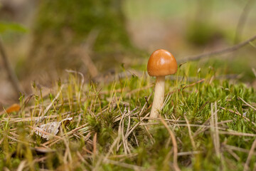 Wild mushrooms with orange hats grow in the midst of moss. Small depth of field