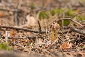 Aureoboletus projectellus mushroom grows in a coniferous forest. Small depth of field
