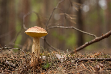 Fototapeta premium Aureoboletus projectellus mushroom grows in a coniferous forest. Small depth of field