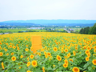 北海道の絶景 名寄サンピラーパークのひまわり畑