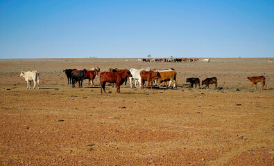 Herd of cattle in the outback of Australia