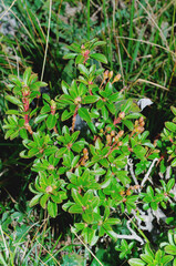  Rhododendron hirsutum ( Hairy alpenrose )