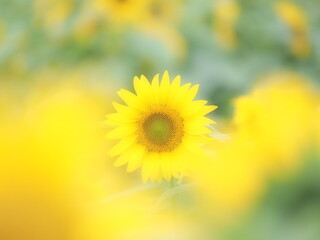 北海道の絶景 名寄サンピラーパークのひまわり