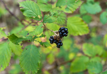 Blackberries growing on a bush in Istanbul. Turkey.
