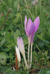 Obraz premium Colchicum autumnale known as Autumn Crocus or Meadow Saffron