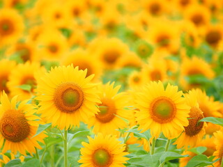 北海道の絶景 名寄サンピラーパークのひまわり