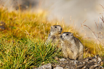 Naklejka na ściany i meble two young marmots in morning light at Gemmi Pass in Valais