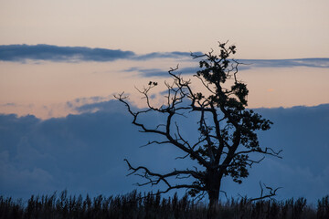 blue hour clouds and tree silhouette