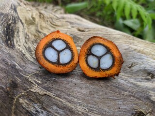 oil palm fruit is split into 2