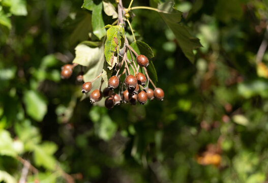 Wild service tree (Sorbus torminalis), branch with fruits, Turkey