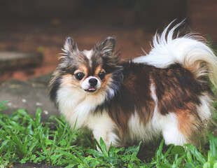 long hair Chihuahua dog standing on green grass in the garden, looking away curiously.