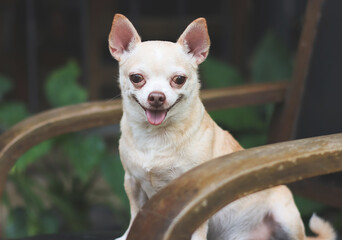 fat brown short hair  Chihuahua dog sitting on black vintage armchair in the garden,  smiling and looking at camera.