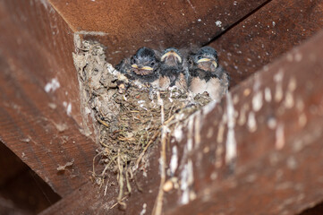 Hirundo rustica - Barn swallow - Hirondelle de cheminée - Hirondelle rustique © Thomas