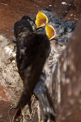 Hirundo rustica - Barn swallow - Hirondelle de cheminée - Hirondelle rustique © Thomas