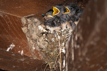 Hirundo rustica - Barn swallow - Hirondelle de cheminée - Hirondelle rustique © Thomas