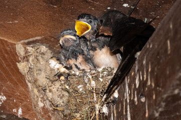 Hirundo rustica - Barn swallow - Hirondelle de cheminée - Hirondelle rustique © Thomas