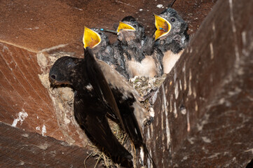 Hirundo rustica - Barn swallow - Hirondelle de cheminée - Hirondelle rustique © Thomas