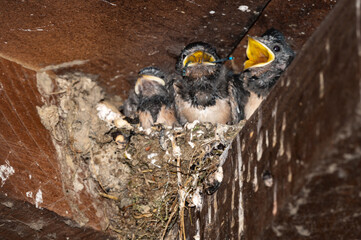 Hirundo rustica - Barn swallow - Hirondelle de cheminée - Hirondelle rustique © Thomas