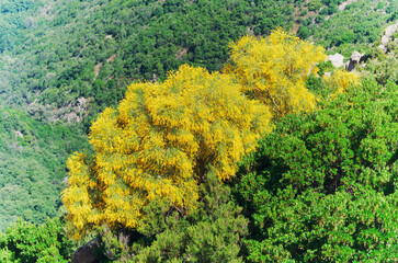 Blooming gorse in the mountain range Supramonte, Sardinia, Italy