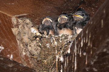 Hirundo rustica - Barn swallow - Hirondelle de cheminée - Hirondelle rustique © Thomas