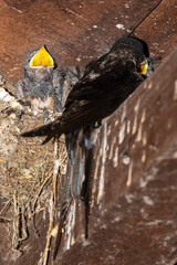 Hirundo rustica - Barn swallow - Hirondelle de cheminée - Hirondelle rustique © Thomas