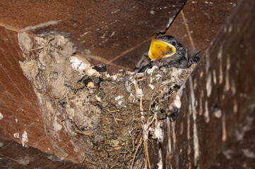 Hirundo rustica - Barn swallow - Hirondelle de cheminée - Hirondelle rustique © Thomas