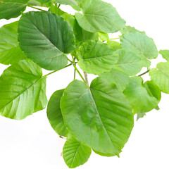 観葉植物、フィカス・ウンベラータの葉【白背景】