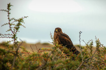 Black-chested Buzzard Eagle (Geranoaetus melanoleucas)