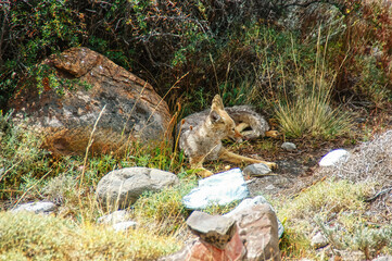 Patagonian Fox - Torres del paine