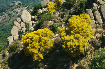 Blooming gorse in the mountain range Supramonte, Sardinia, Italy