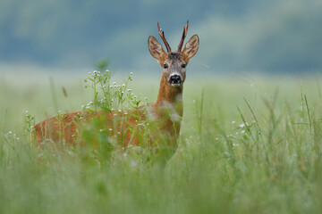 Roe deer buck. Animal in the meadow. Abnormal antlers. Wildlife, Capreolus capreolus, Slovakia.