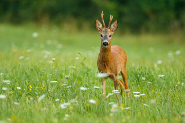 Roe deer buck. Animal in the meadow. Abnormal antlers. Wildlife, Capreolus capreolus, Slovakia.