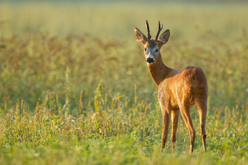 Roe deer buck. Animal in the meadow. Abnormal antlers. Wildlife, Capreolus capreolus, Slovakia.