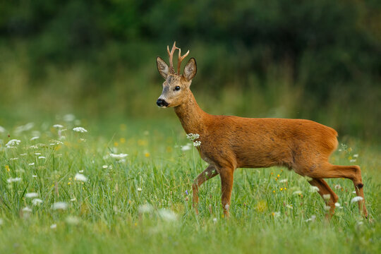 Roe deer buck. Animal in the meadow. Abnormal antlers. Wildlife, Capreolus capreolus, Slovakia.