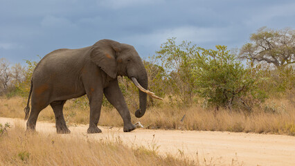 Fototapeta na wymiar a Big Bull African elephant 