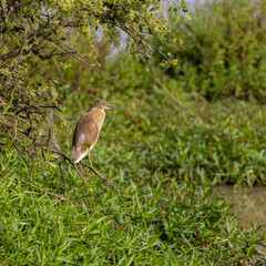 a squacco heron at a waterhole
