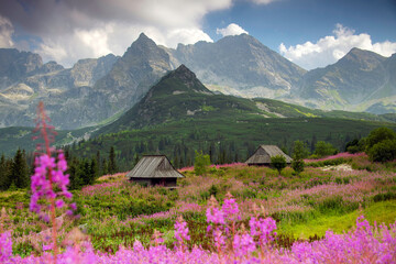 Obraz na płótnie Canvas Hala Gasienicowa in the Tatra Mountains, Mountain landscape in bloom (Epilobium angustifolium).